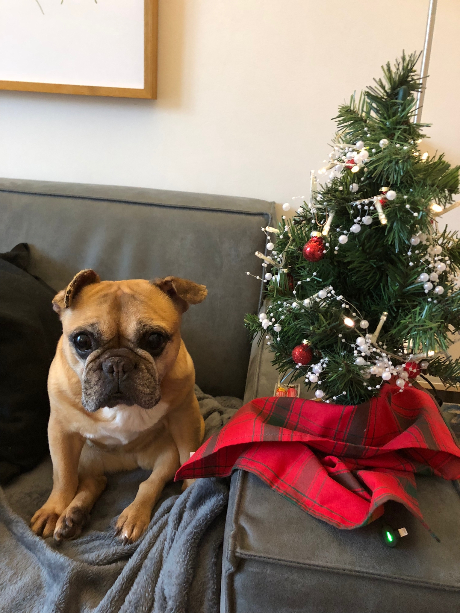 Foto van Stella, een Franse bulldog